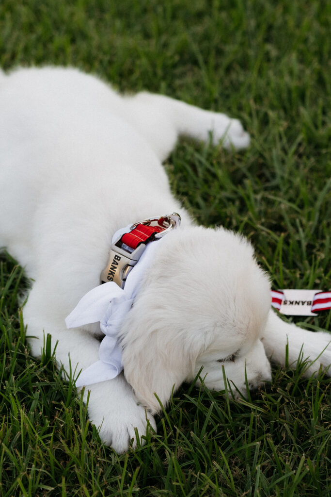 Puppy laying in the grass.