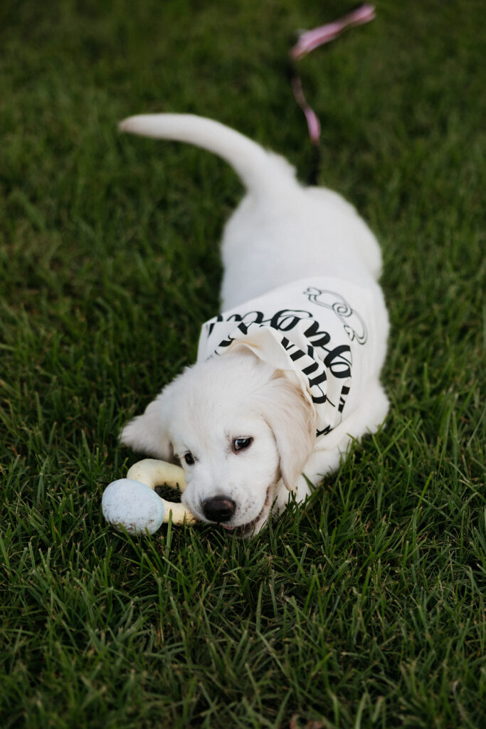 Puppy laying in the grass at Southlake Town Square.